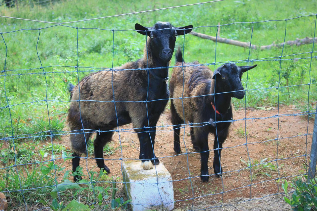 アルストンヴィル カントリー コテージ Alstonville エクステリア 写真